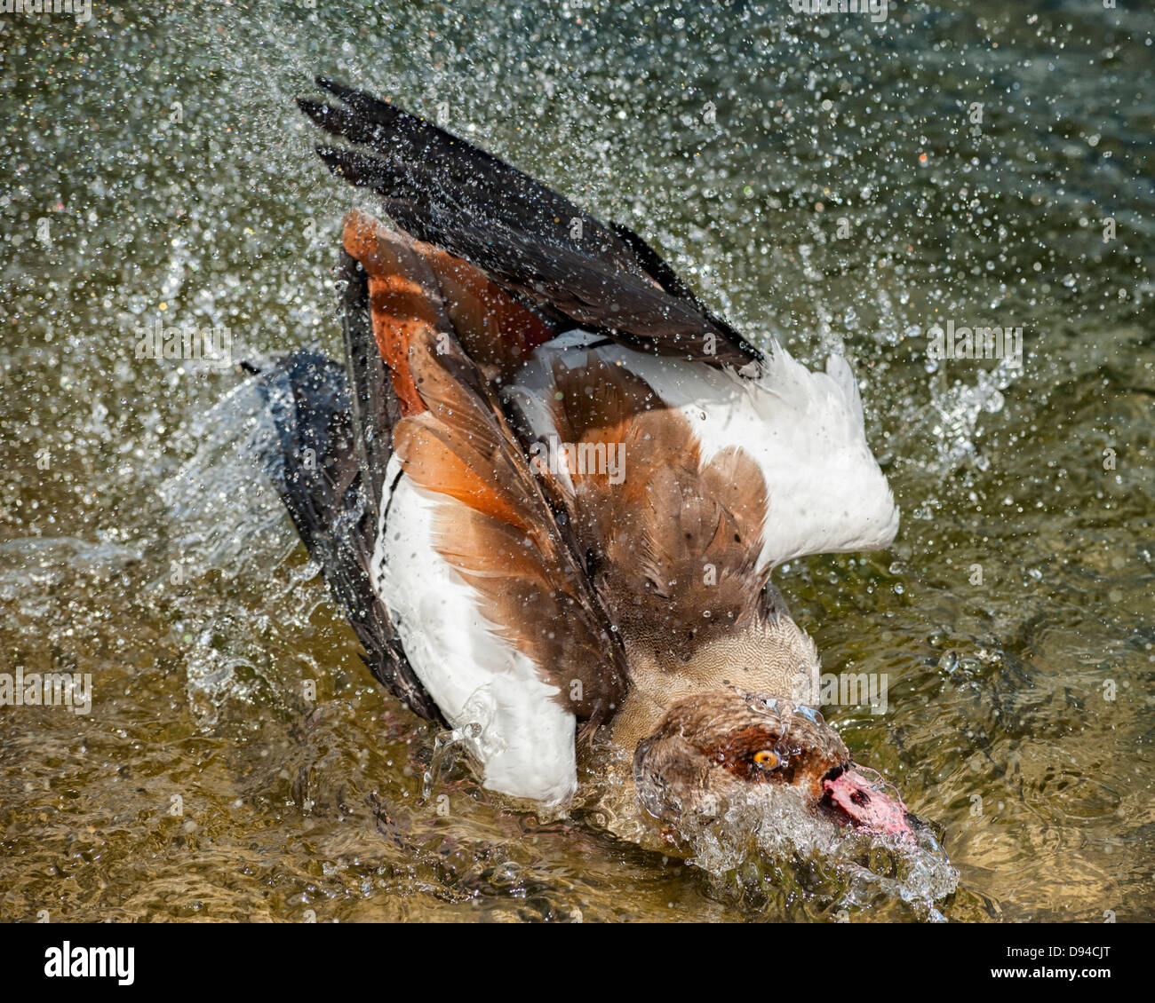 Aythya ferina milouin canard mâle adulte seul lavage. Photo par Julie Edwards Banque D'Images