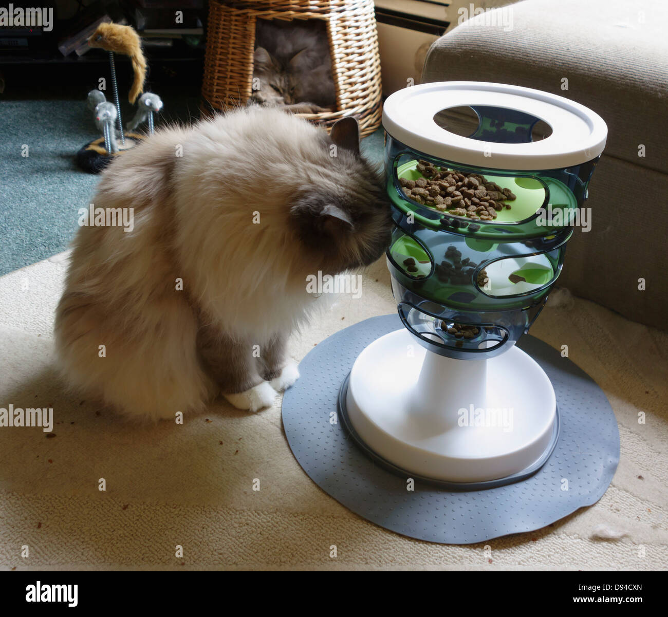Cat puzzle Banque de photographies et d’images à haute résolution - Alamy
