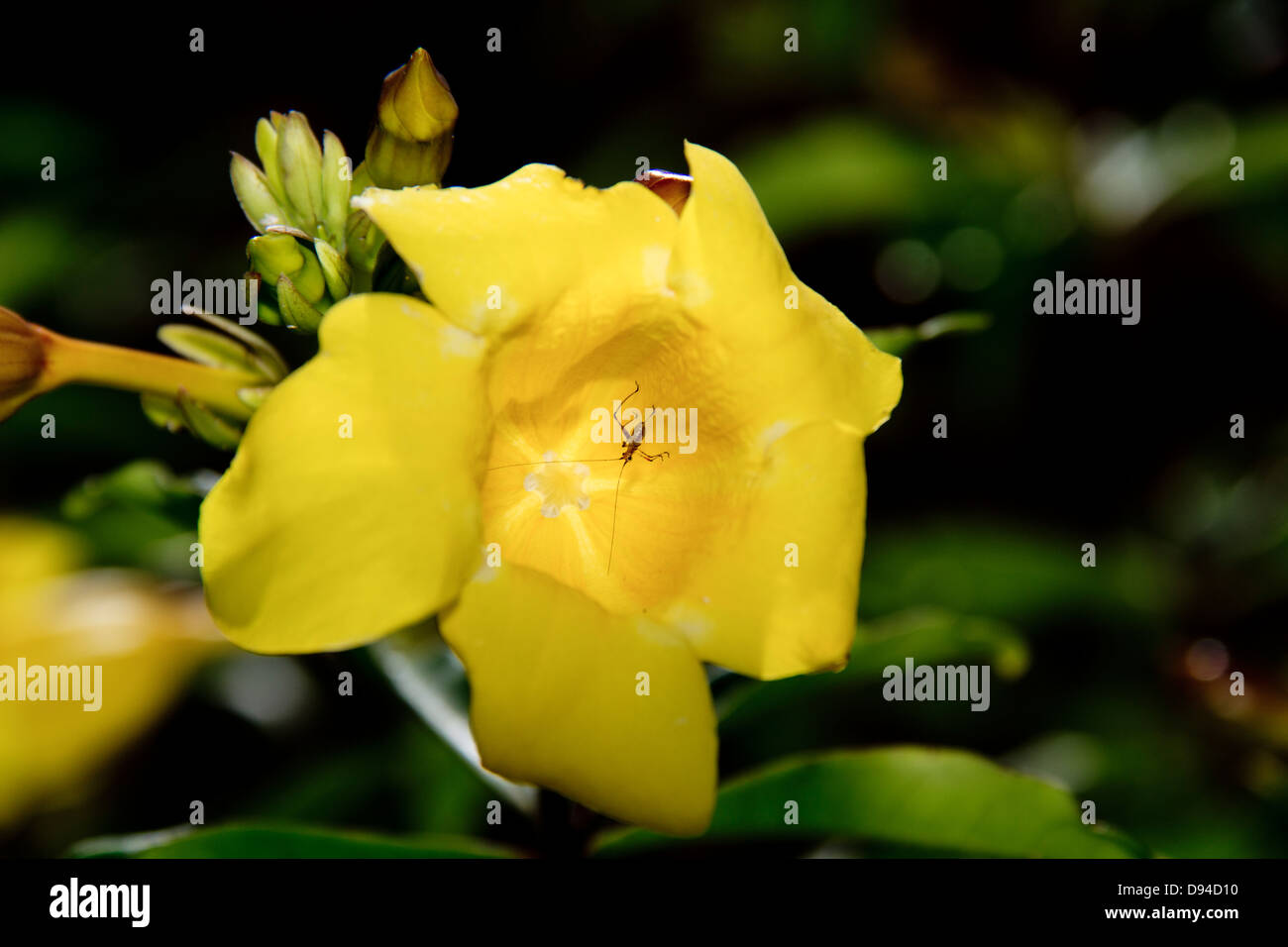 L'intérieur d'insectes fleurs jaunes. Banque D'Images