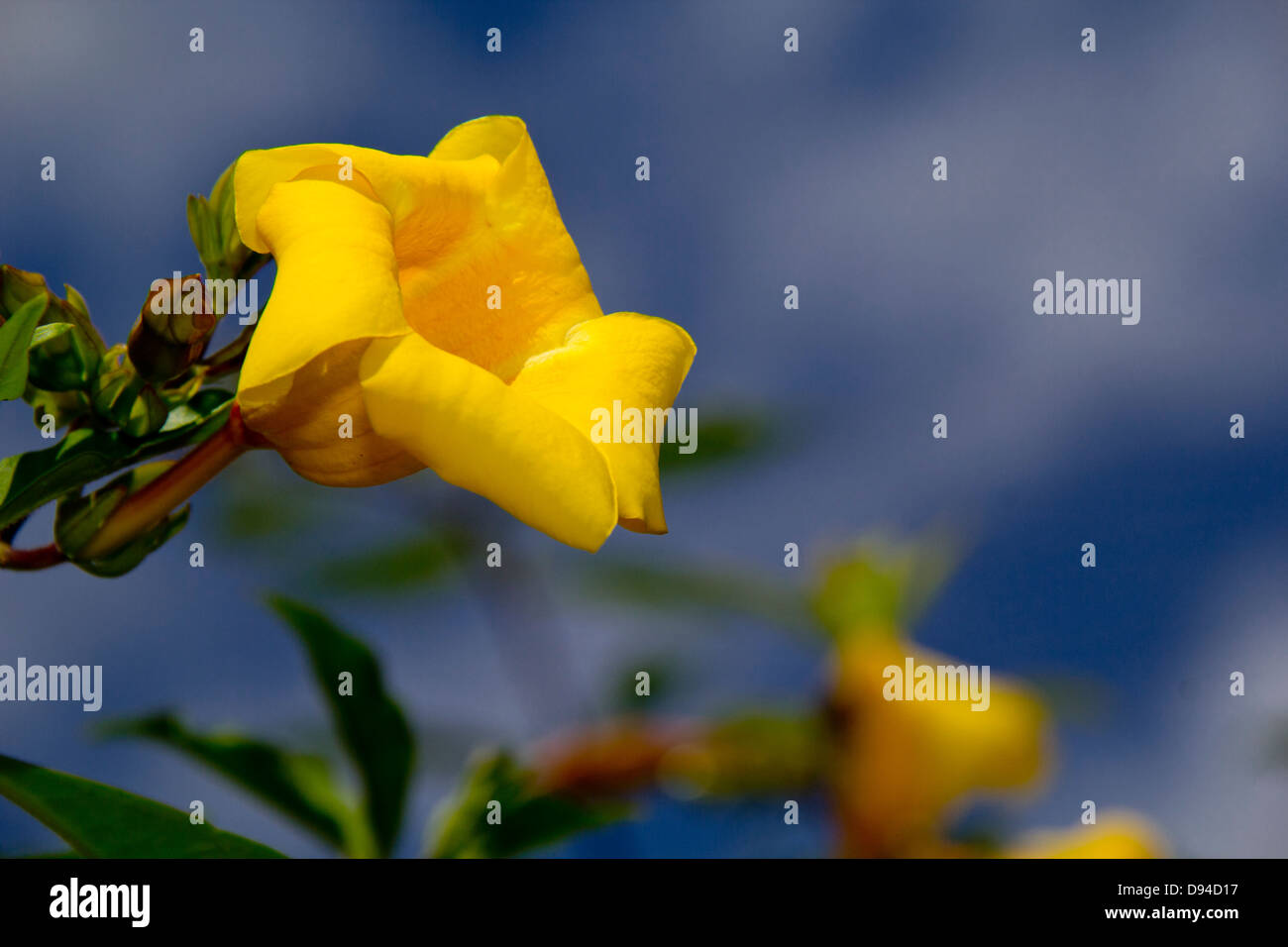 Fleur jaune sur fond de ciel bleu. Banque D'Images