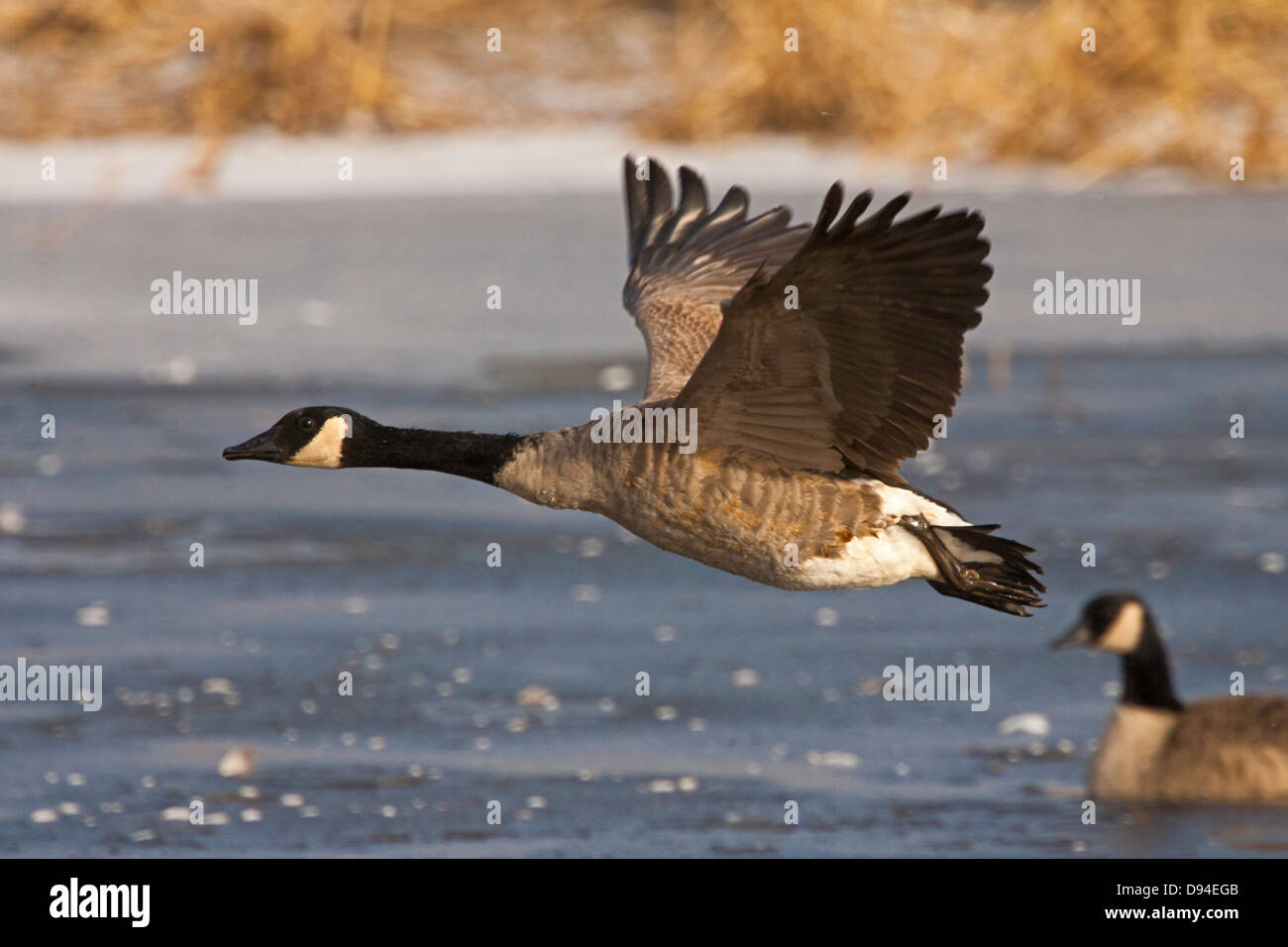 Bernache du Canada Branta canadensis Crex Meadows de faune, Wisconsin, United States 12 octobre des profils en vol. Anatidae Banque D'Images