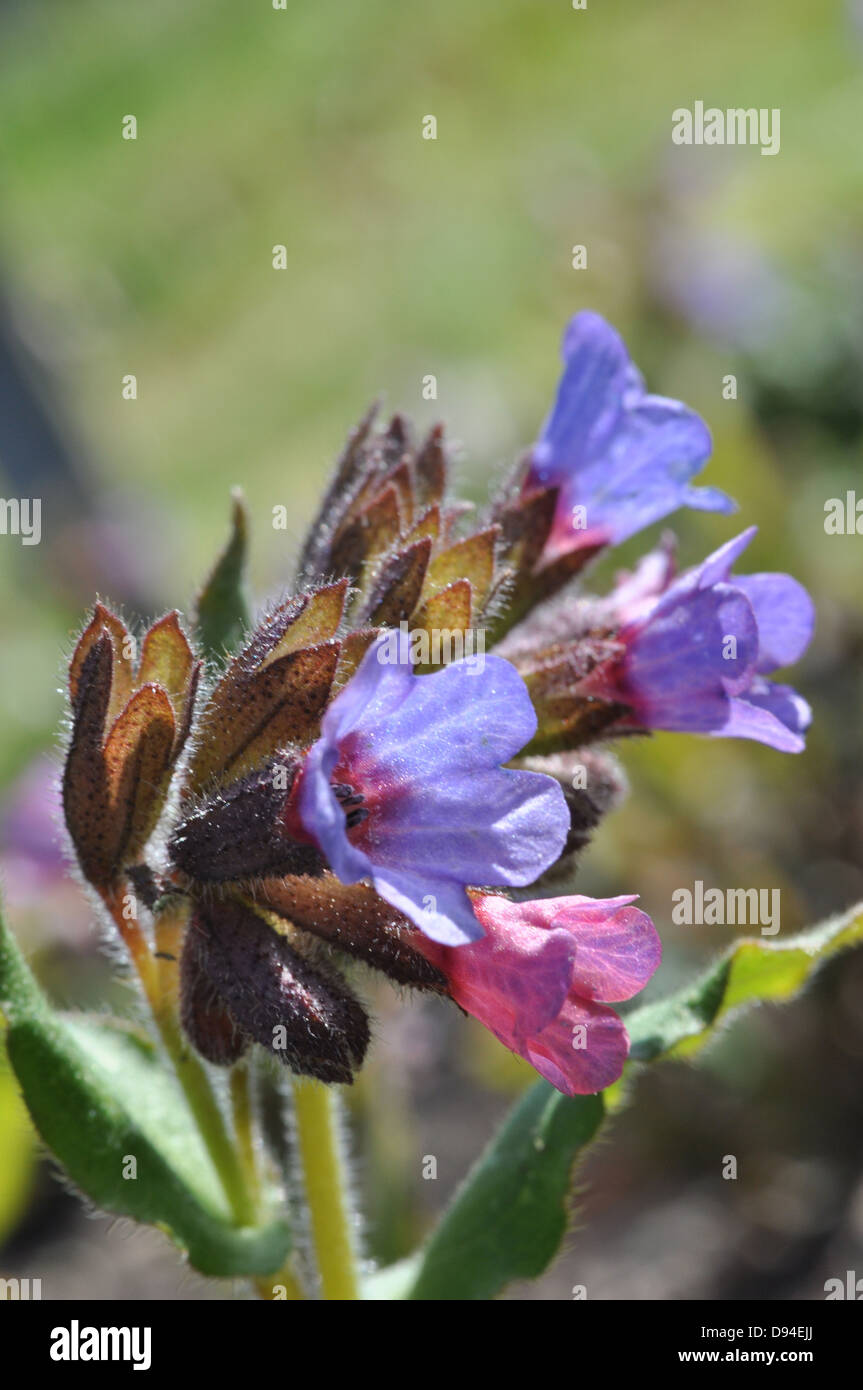 Vivace à feuilles persistantes, Pulmonaria officinalis, Lungenkraut Banque D'Images