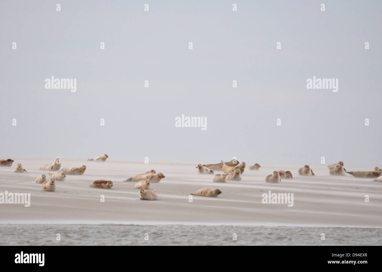 Les phoques communs sur banc de sable près de pellworm, Allemagne, Phoca vitulina Banque D'Images