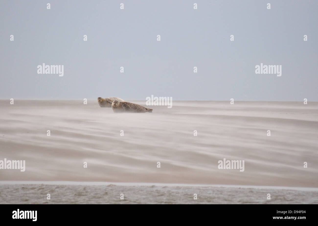 Les phoques communs sur banc de sable près de pellworm, Allemagne, Phoca vitulina, Banque D'Images