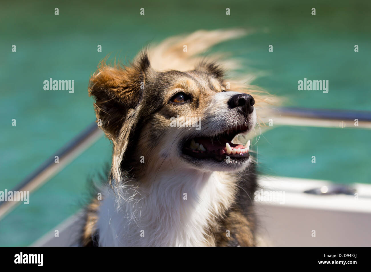 Chien heureux sur un bateau dans l'été Banque D'Images