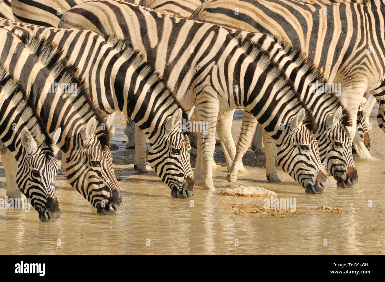 Le zèbre de Burchell Equus quagga burchellii boire à un trou d'eau photographié dans le parc national d'Etosha, Namibie Banque D'Images