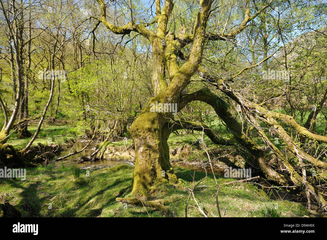 Vieil arbre par flux en bois d'aulne, RSPB Dinas, Llandovery, Galles centrale Banque D'Images