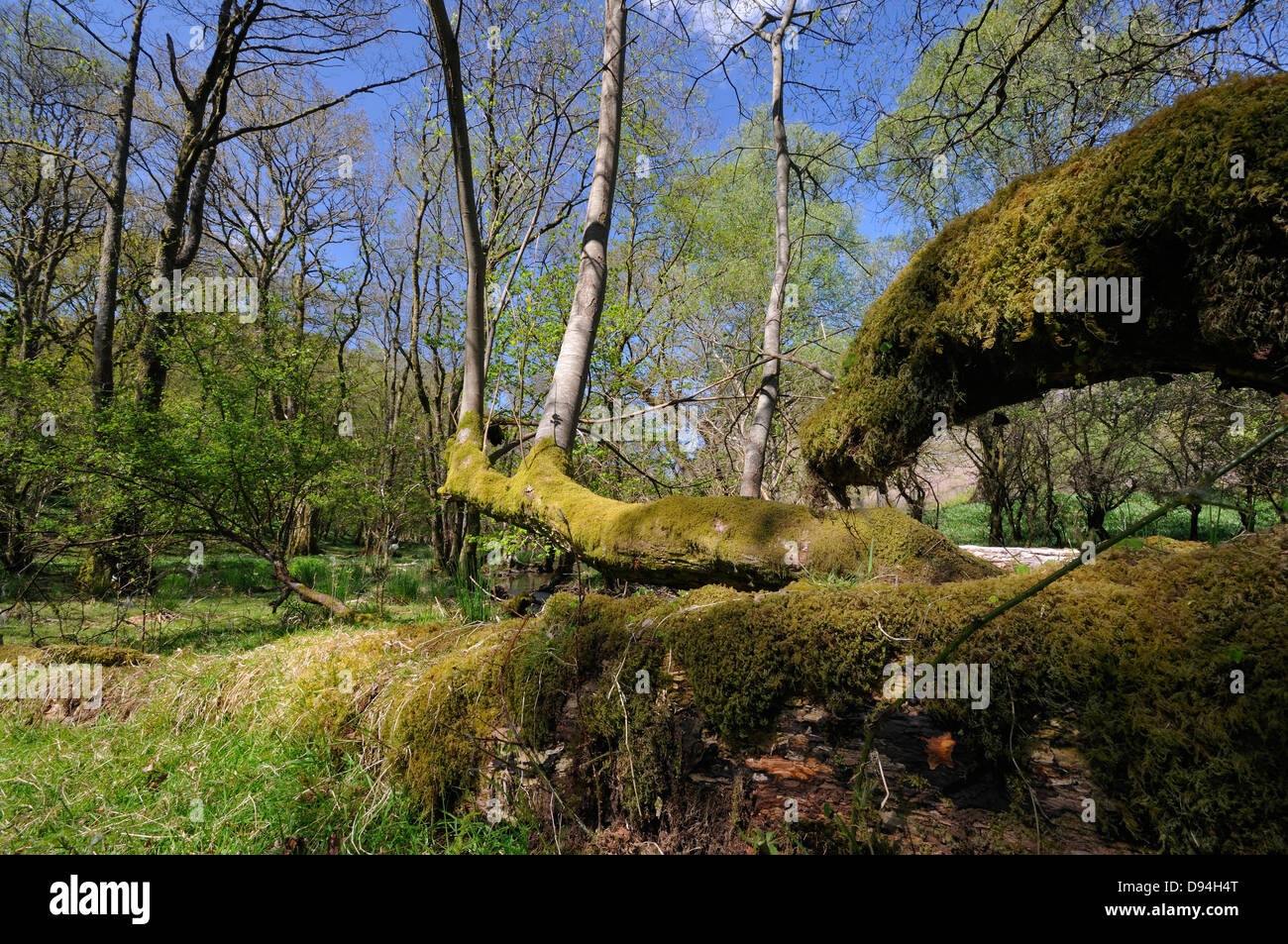 Arbre tombé en bois d'aulne, RSPB Dinas, Llandovery, Galles centrale Banque D'Images