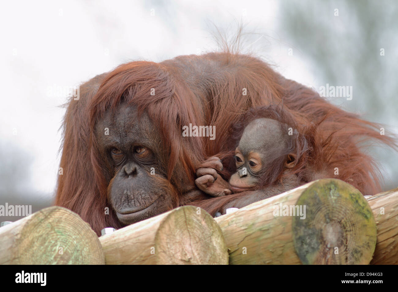 L'orang-outan de Bornéo Pongo pygmaeus pygmaeus mère et les jeunes dans le zoo. Banque D'Images