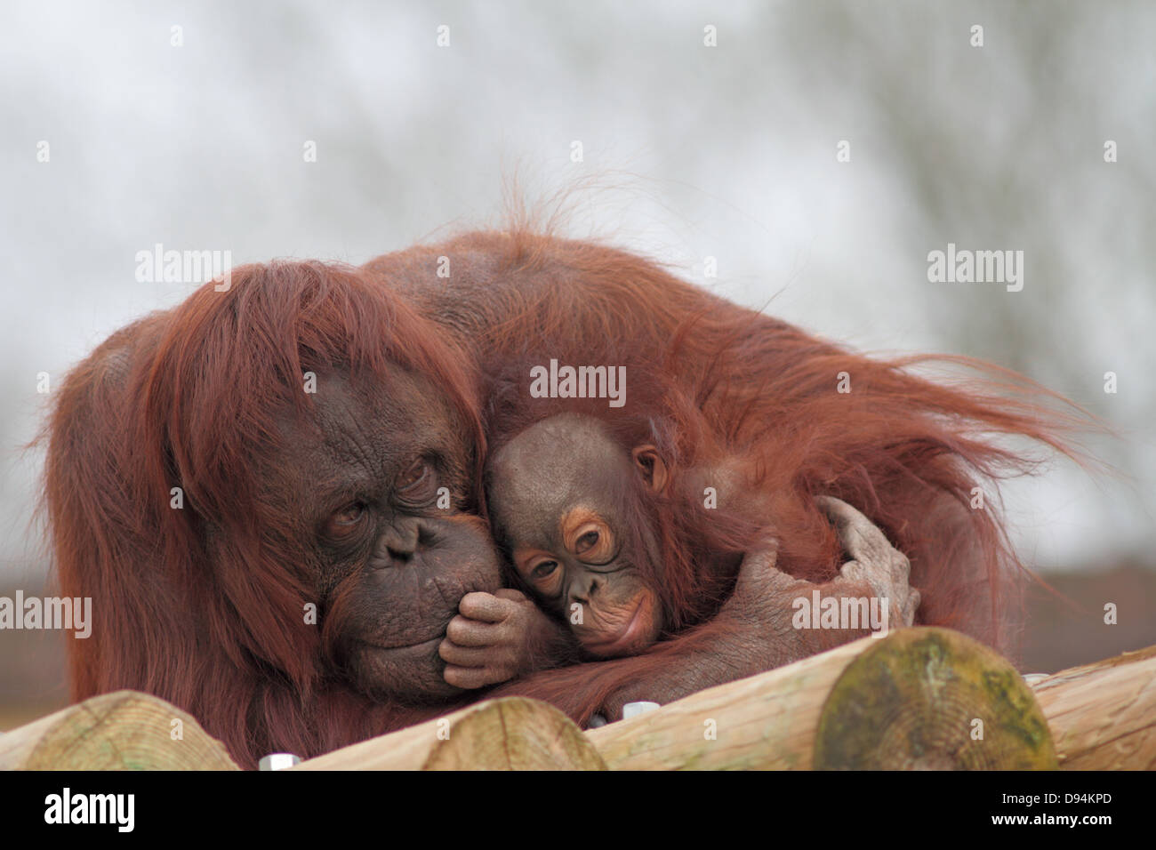 L'orang-outan de Bornéo Pongo pygmaeus pygmaeus mère et les jeunes dans le zoo. Banque D'Images