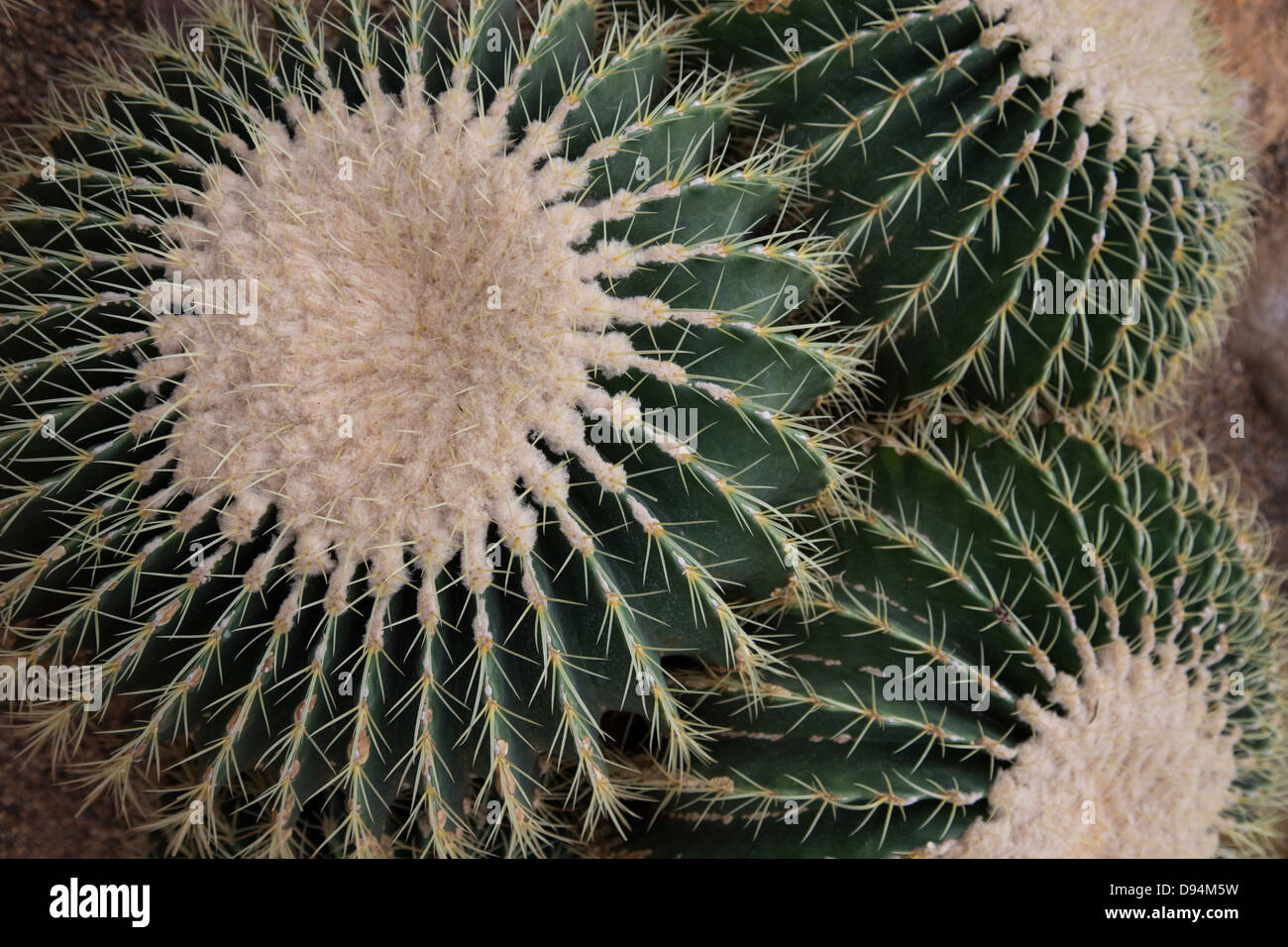 Cactus est un membre de la famille des Cactaceae, au sein de l'ordre Caryophyllales. Banque D'Images