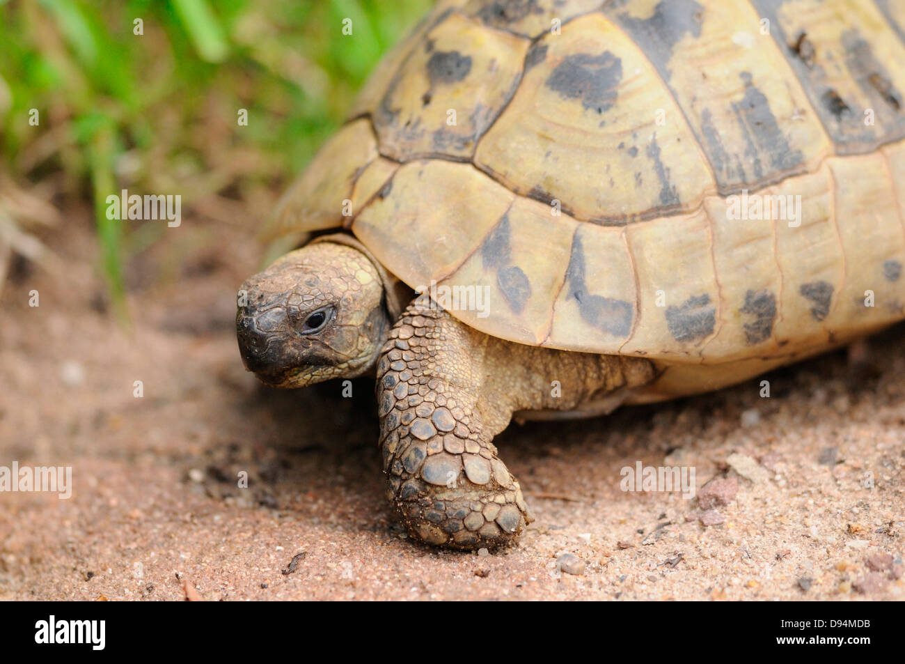 La tortue d'Hermann (Testudo hermanni boettgeri) balade autour de sur le plancher, Bavière, Allemagne. Banque D'Images