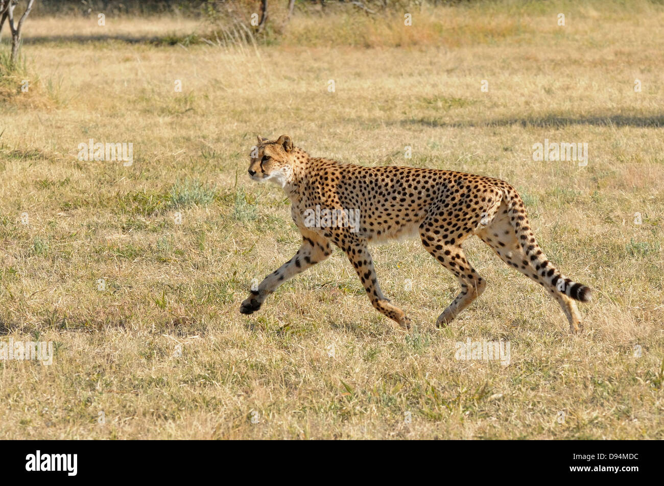 Le guépard Acinonyx jubatus exécutant Photographié en Namibie Banque D'Images