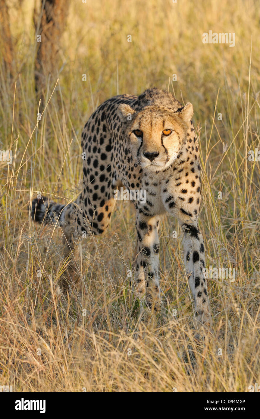 Le guépard Acinonyx jubatus Photographié en Namibie Banque D'Images