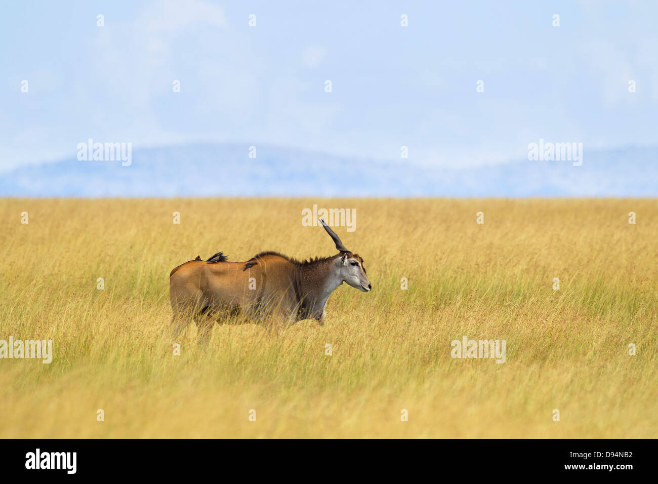 Éland commun (Taurotragus oryx) à Savannah, Maasai Mara National Reserve, Kenya Banque D'Images