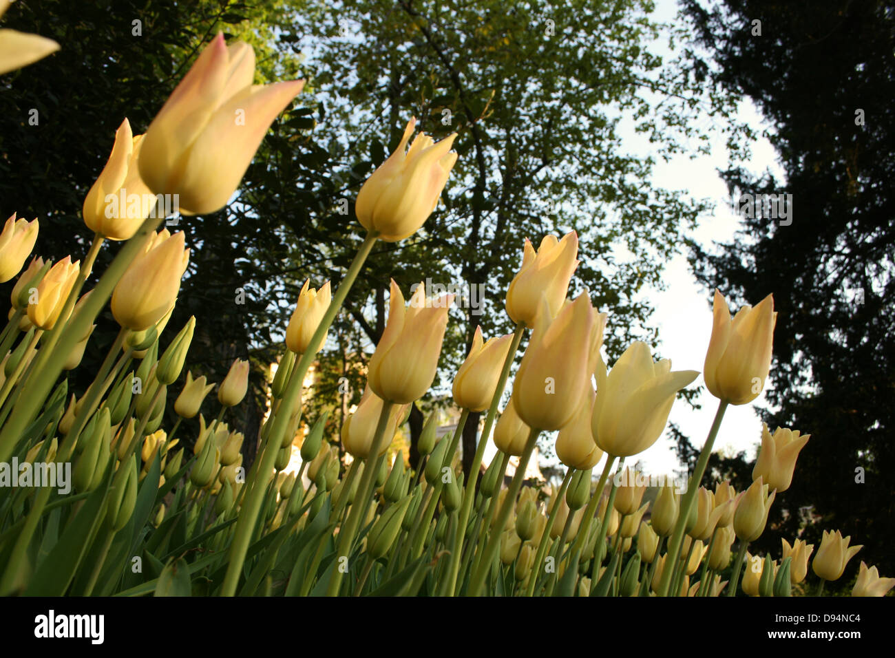 Tulipes jaunes contre tree tops Banque D'Images