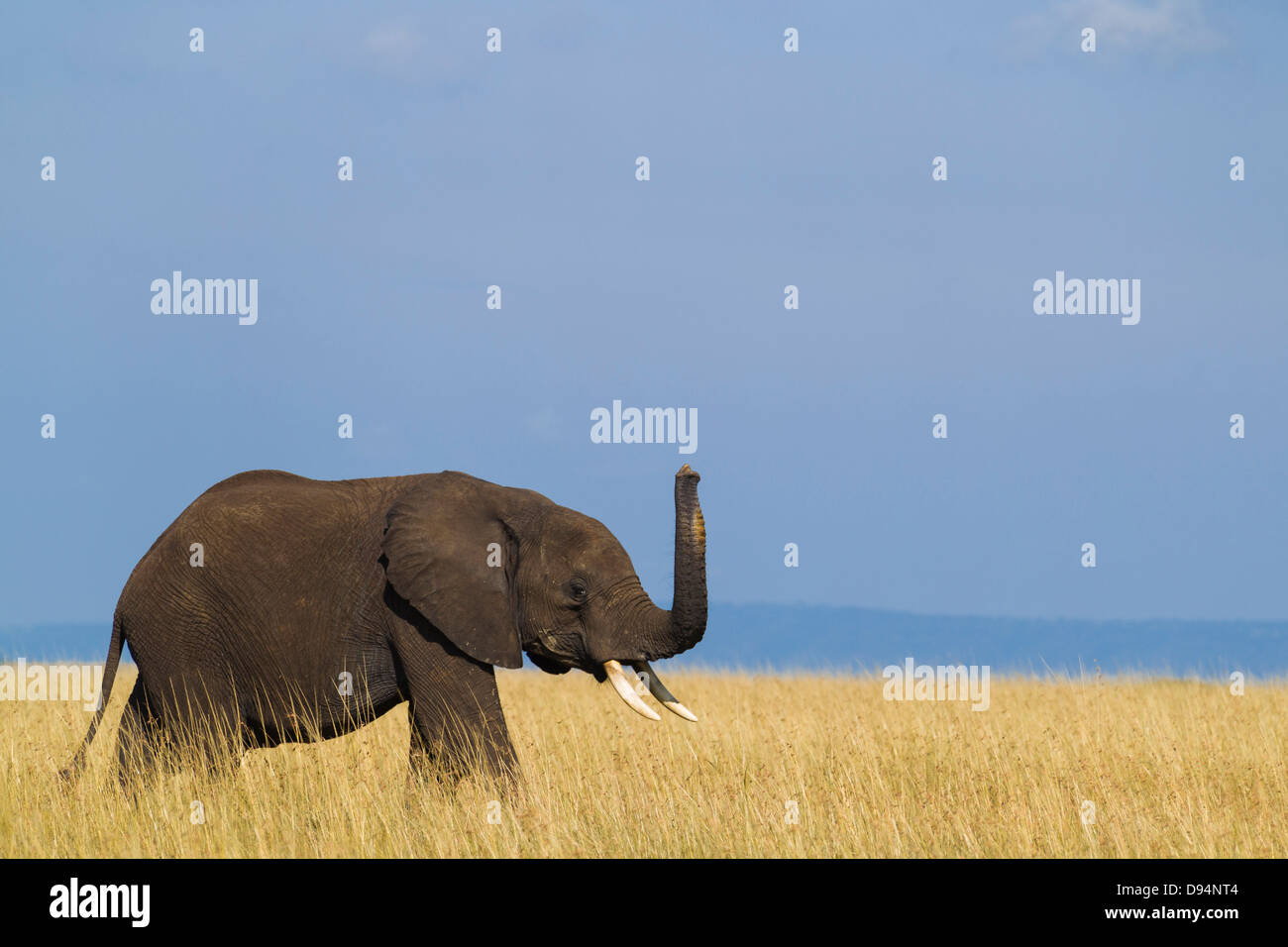 Bush africain Elephant (Loxodonta africana) veau avec soulevées Trunk reniflant l'air, Maasai Mara National Reserve, Kenya, Africa Banque D'Images