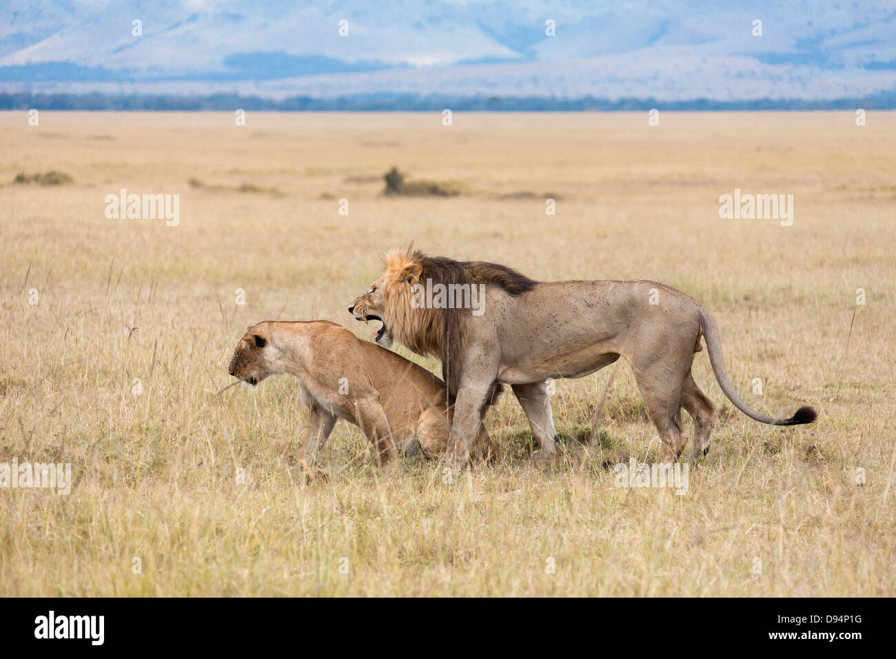 Les lions d'Afrique (Panthera leo), Maasai Mara National Reserve, Kenya Banque D'Images