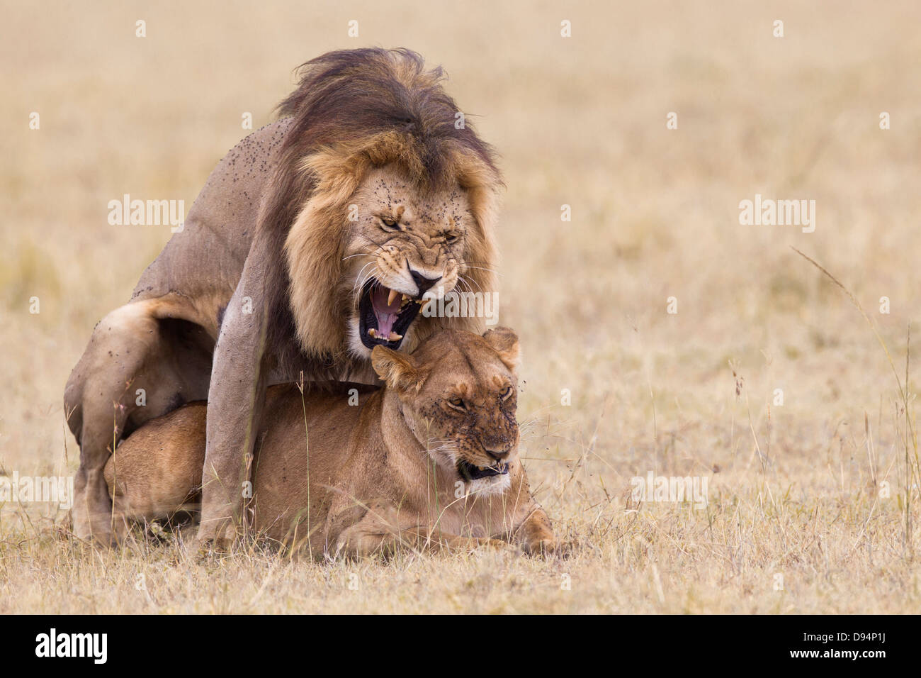 Les lions d'Afrique (Panthera leo), Maasai Mara National Reserve, Kenya Banque D'Images