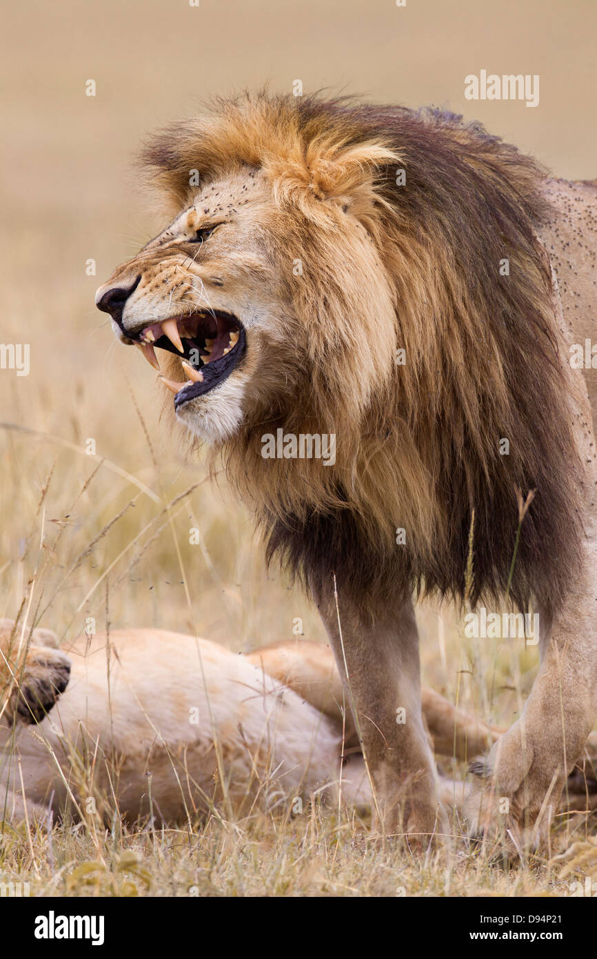 L'African lion (Panthera leo), Maasai Mara National Reserve, Kenya Banque D'Images