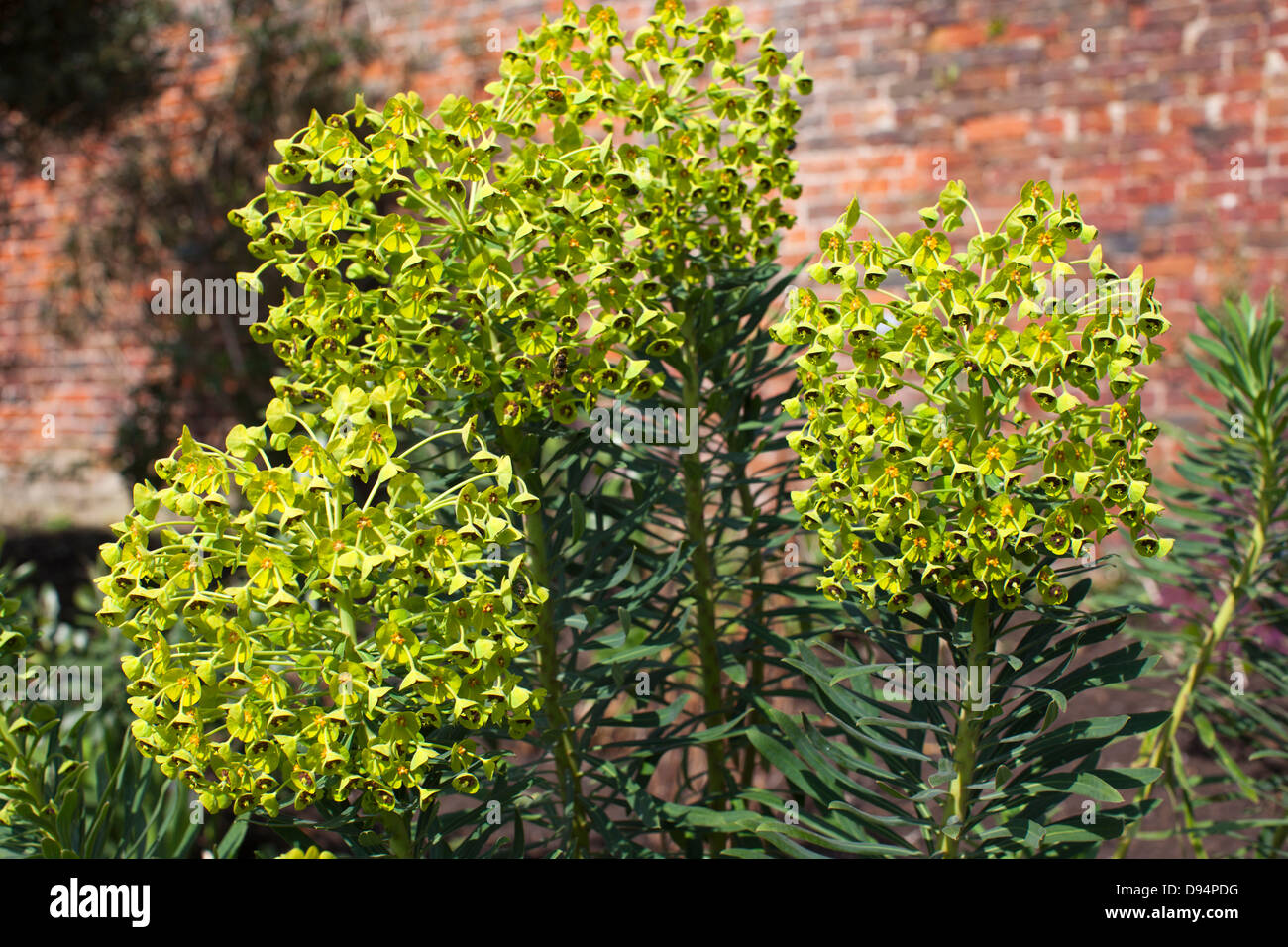 Euphorbia characias Wulfenii plante toujours verte dans un jardin avec mur de brique arrière-plan. Banque D'Images