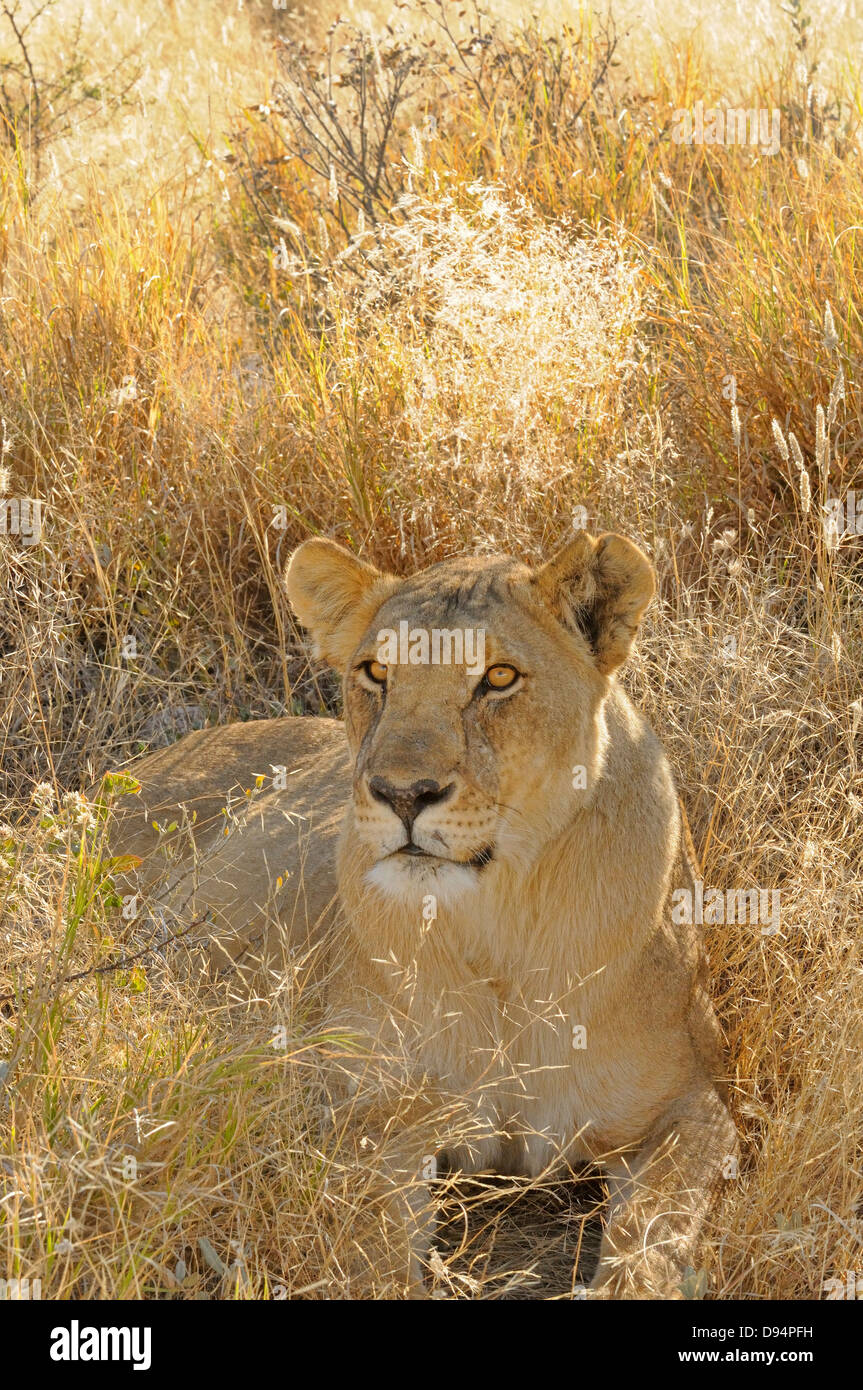 Lion Panthera leo femme photographié dans le parc national d'Etosha, Namibie Banque D'Images