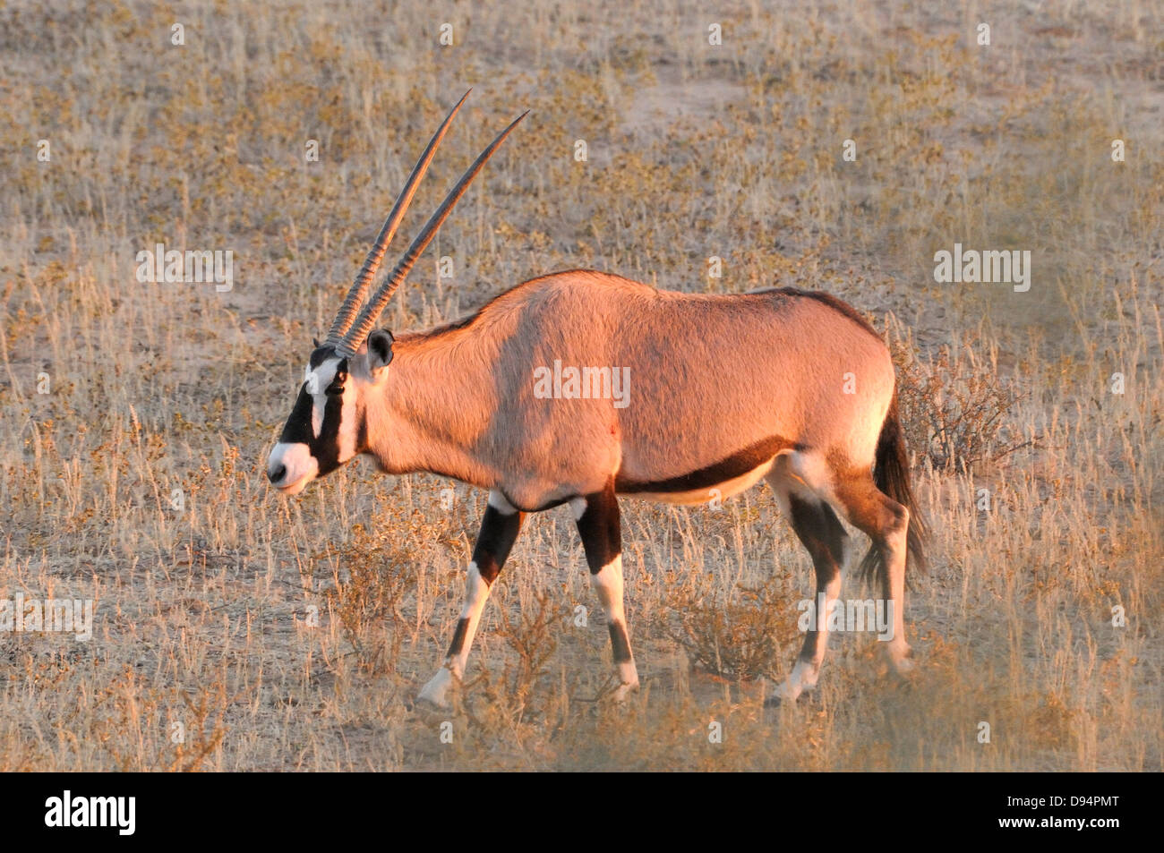 Le sud de l'Oryx ,(Gemsbok, Oryx gazella) photographié dans le parc transfrontalier Kgalagadi National Park, Afrique du Sud Banque D'Images Le sud de l'Oryx ,(Gemsbok, Oryx gazella) photographié dans le parc transfrontalier Kgalagadi National Park, Afrique du Sud Banque D'Images