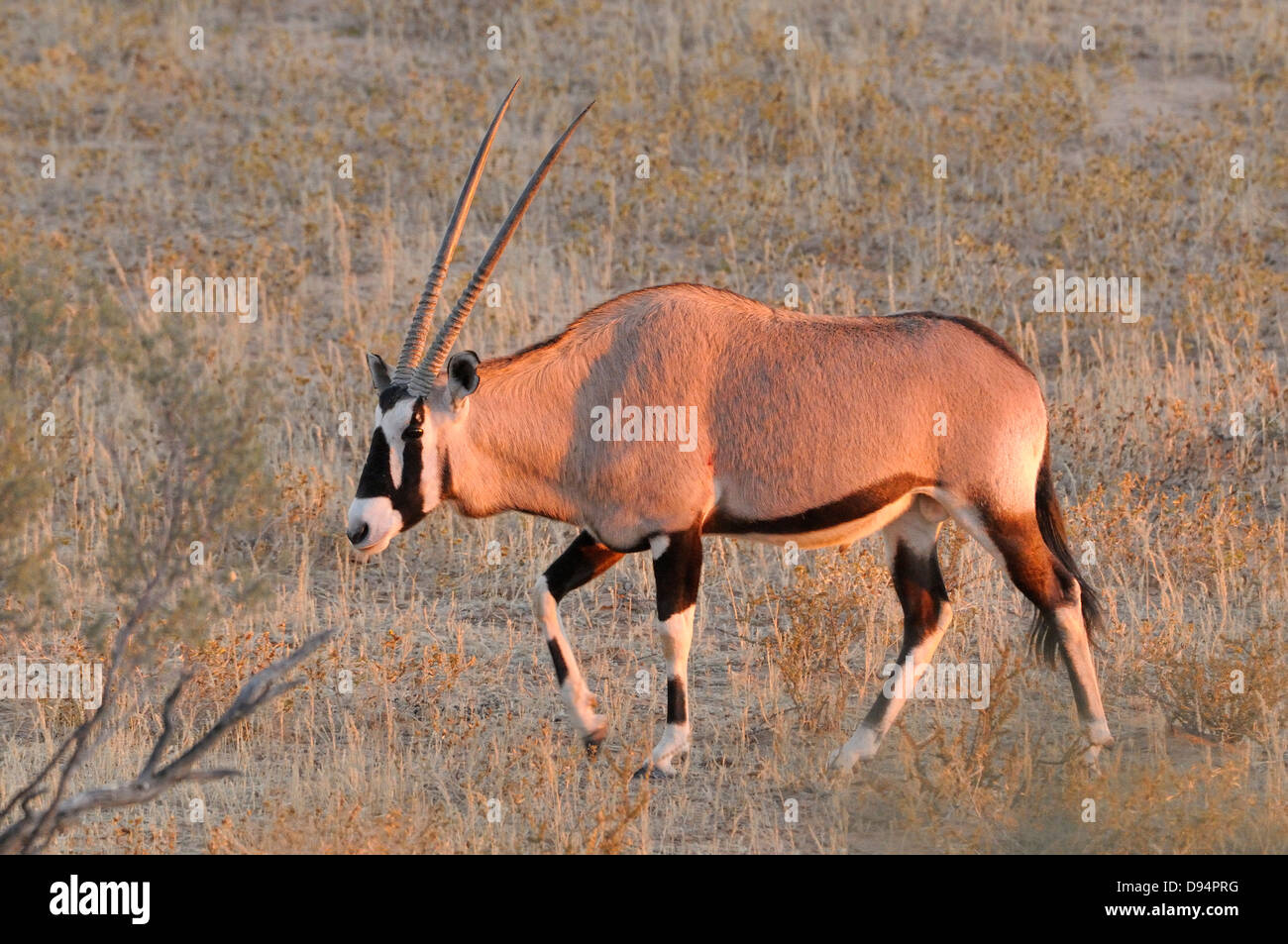 Le sud de l'Oryx gemsbok (Oryx gazella), photographié dans le parc transfrontalier Kgalagadi National Park, Afrique du Sud Banque D'Images Le sud de l'Oryx gemsbok (Oryx gazella), photographié dans le parc transfrontalier Kgalagadi National Park, Afrique du Sud Banque D'Images