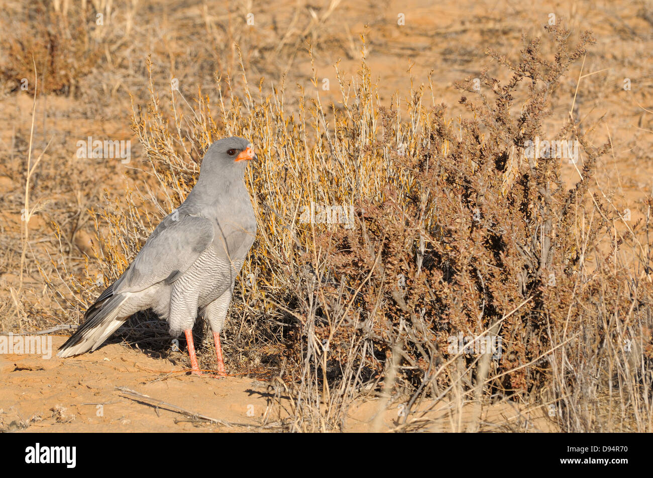 Le Chant des palombes Melierax canorus Pale photographié dans le parc transfrontalier Kgalagadi National Park, Afrique du Sud Banque D'Images