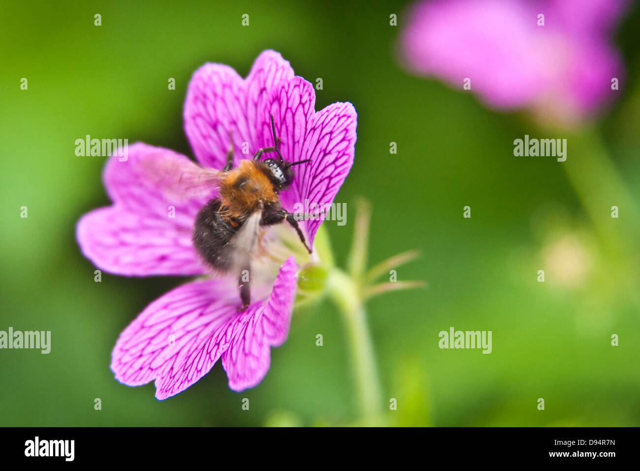 Une abeille en tenant le pollen d'une fleur Banque D'Images