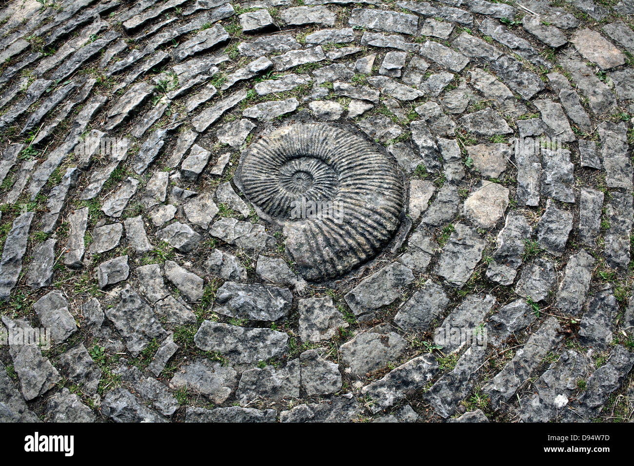 Un fossile d'ammonite situé dans un sentier, jardins de Chalice Well, Glastonbury, Somerset. Banque D'Images