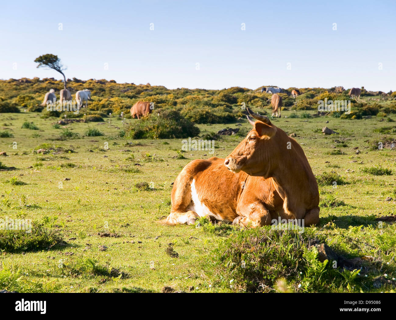 Brown vache couchée dans un champ. Ce lieu est situé à San Andrés de teixido, Galice, Espagne. Banque D'Images