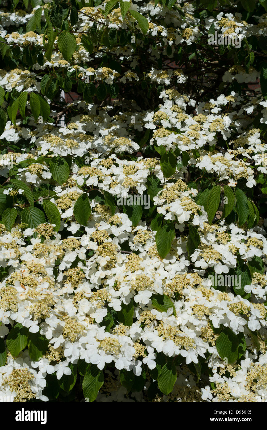 Viburnum plicatum, Angleterre, juin Banque D'Images