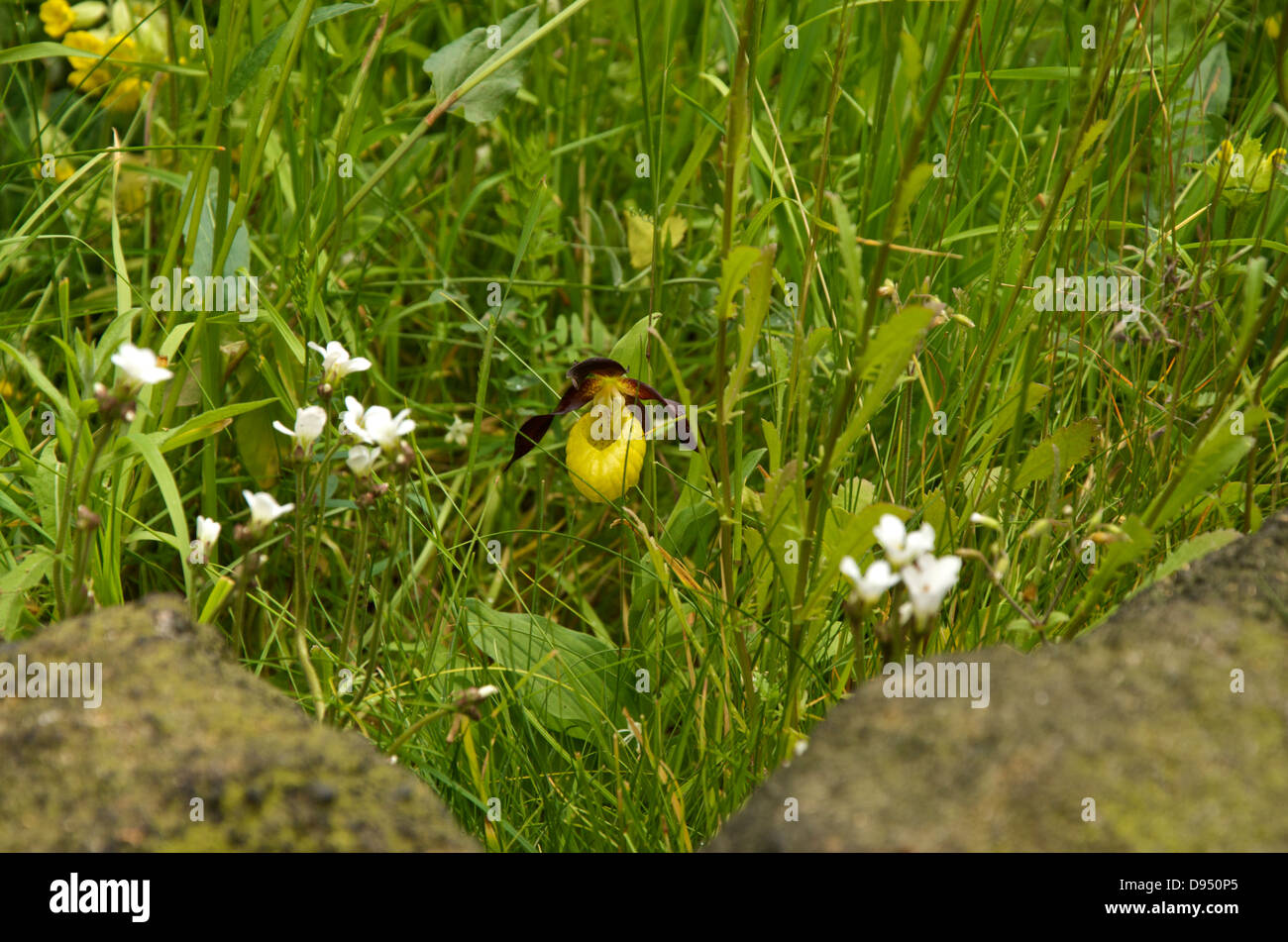 Les rares Lady's-slipper Orchid dans Artisan jardin 'Le Jardin de Yorkshire' à RHS Chelsea Flower Show 2013. Banque D'Images
