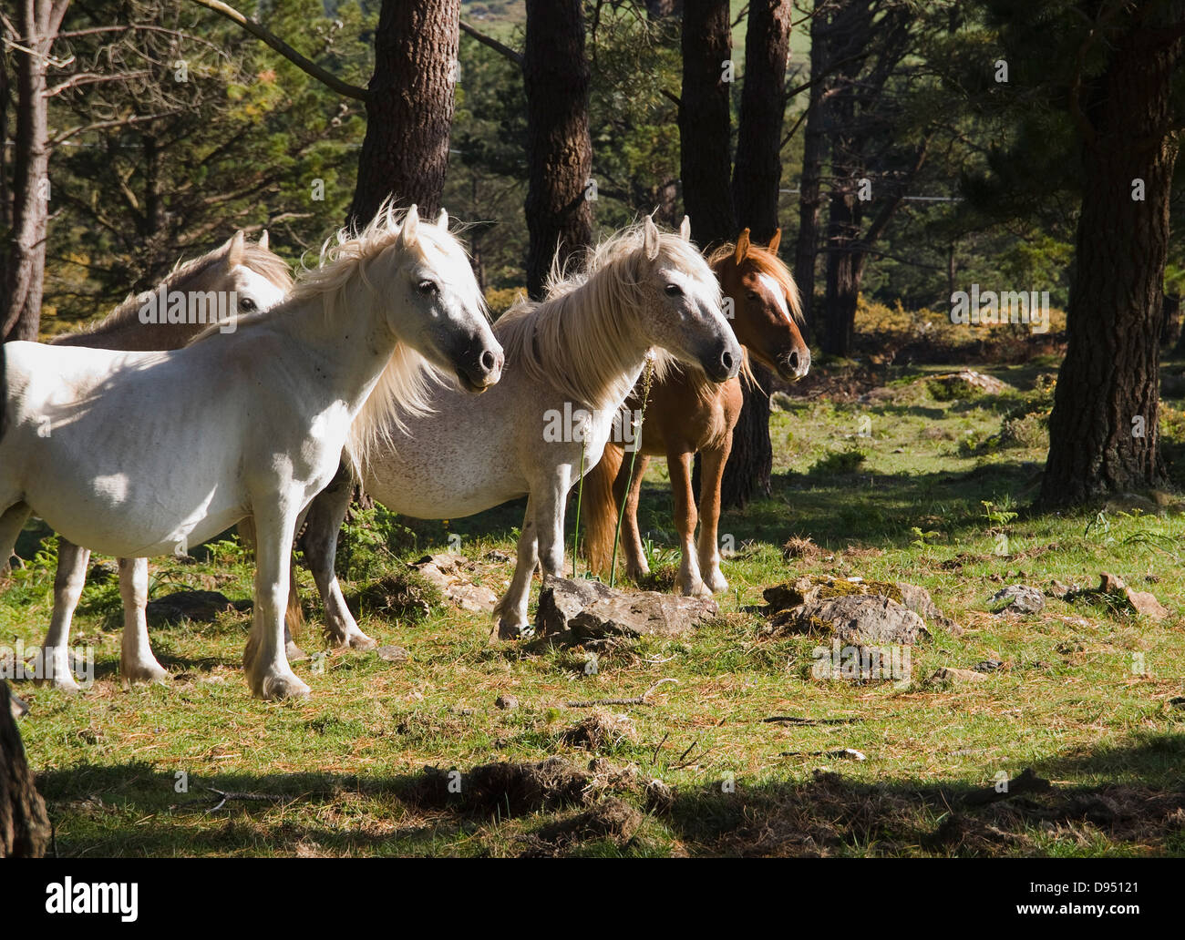 Chevaux sauvages dans la forêt lors d'une journée ensoleillée Banque D'Images