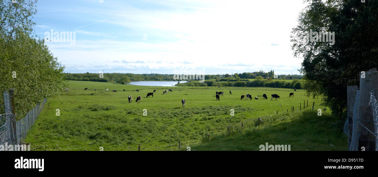 Les vaches frisonnes dans la campagne du Cheshire UK Banque D'Images