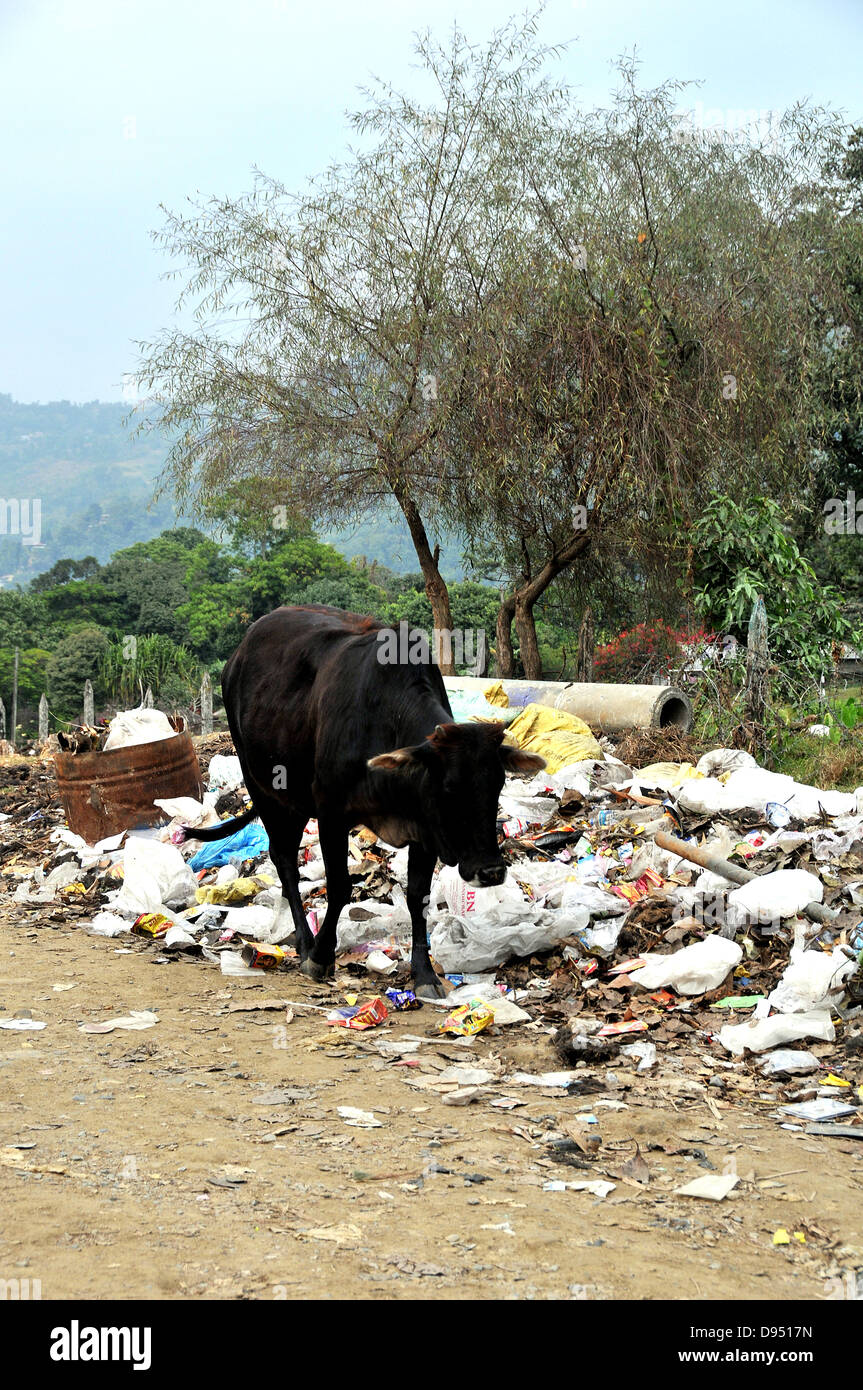 Vache dans un tas d'ordures avant Pokhara Népal Banque D'Images
