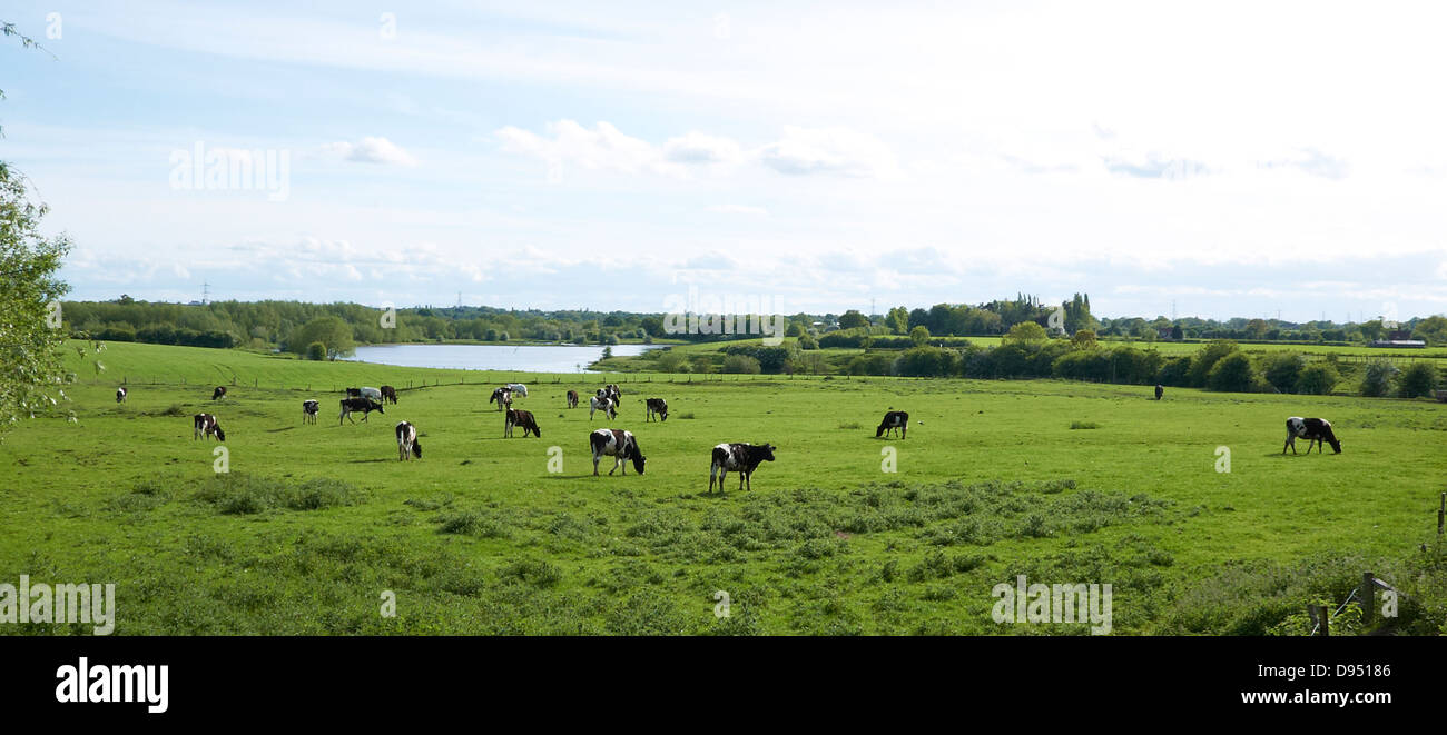 Les vaches frisonnes dans la campagne du Cheshire UK Banque D'Images
