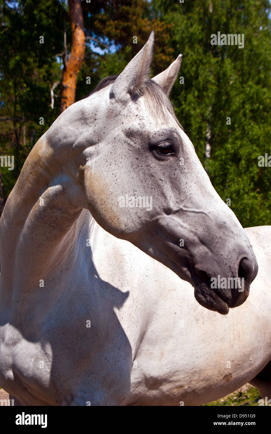 Profil de cheval blanc gris Kimo Banque D'Images