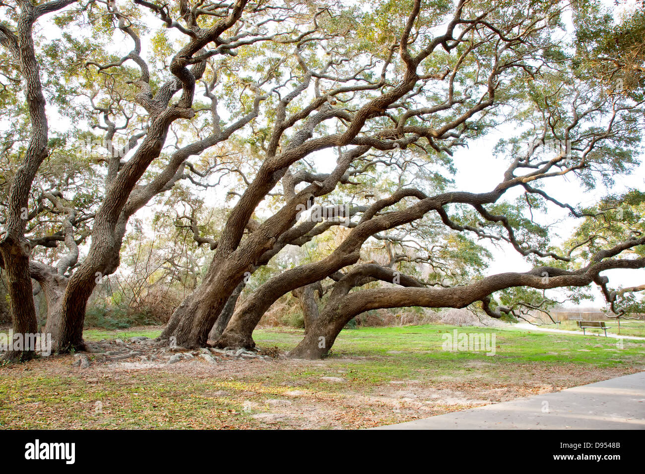 Coastal Live Oaks Trees, parc national de Goose Island. Banque D'Images