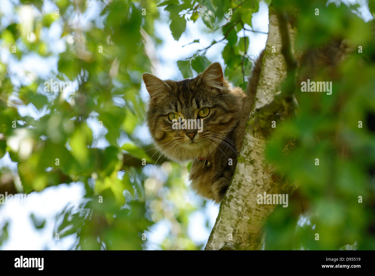 Chat dans un arbre Banque D'Images