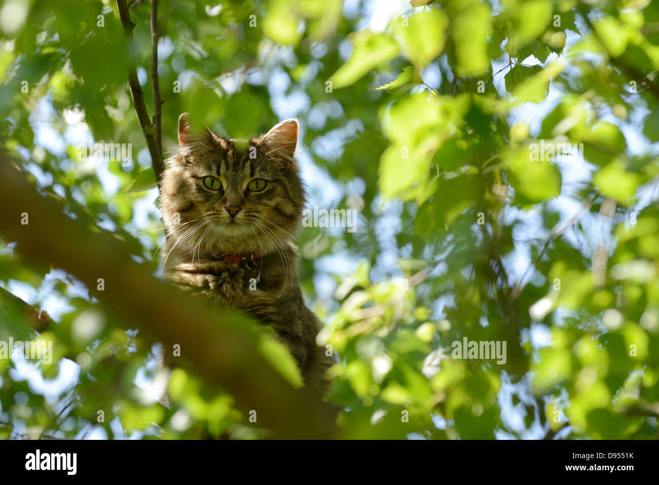 Chat dans un arbre Banque D'Images