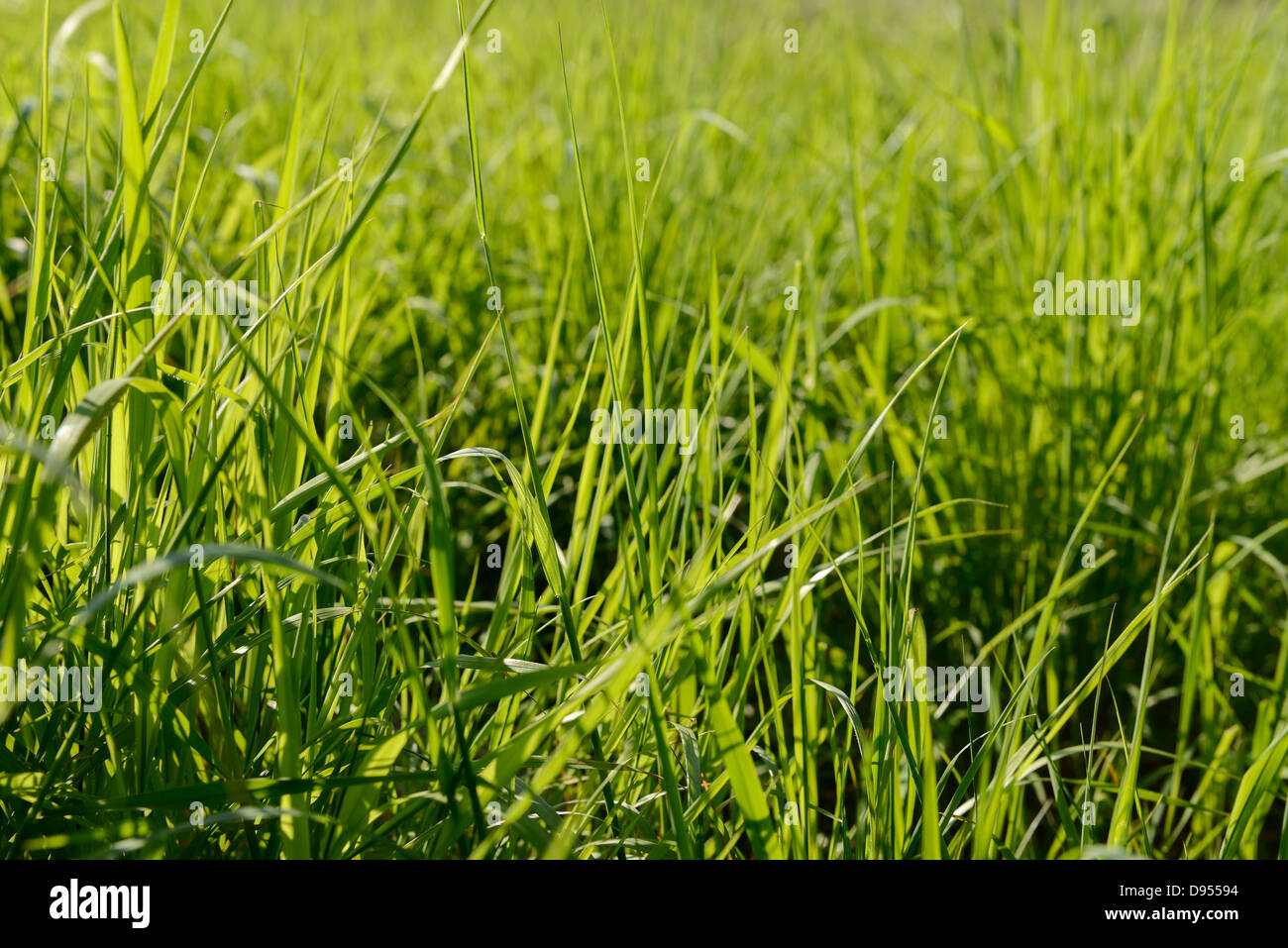 Domaine de l'herbe envahi par la longue Banque D'Images