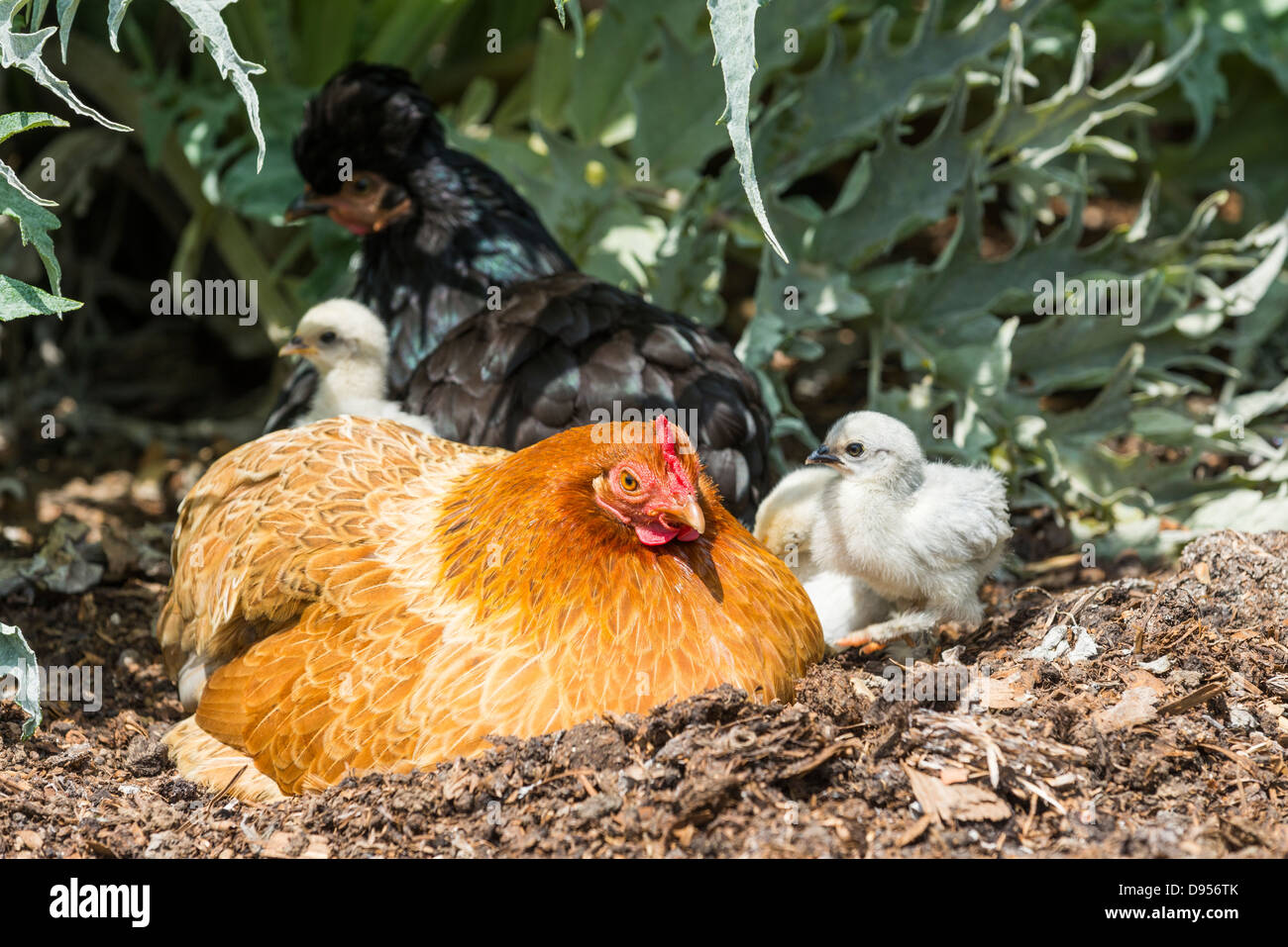 Bantam poule avec poussins dans un jardin, Norfolk, Angleterre. Banque D'Images