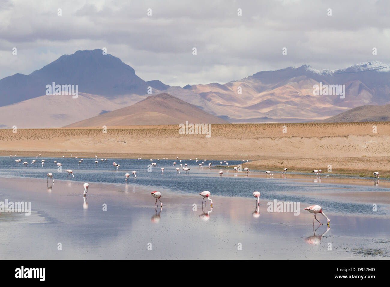 Les flamants, Laguna Hedionda, sel, Tours, au sud-ouest de l'Altiplano Bolivie Banque D'Images