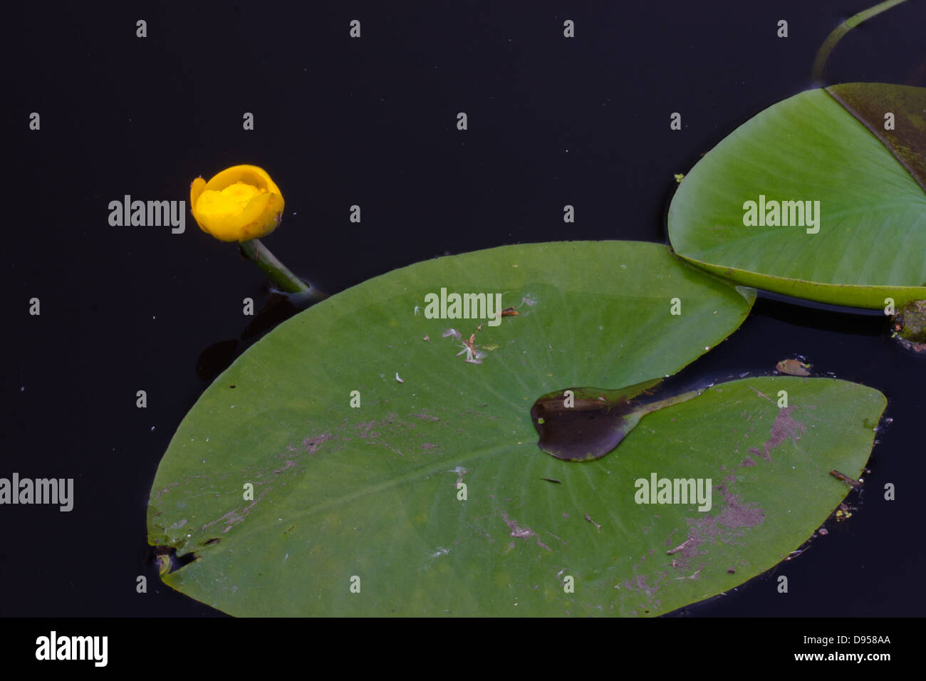 Fleur et feuilles de nénuphar jaune sur l'eau sombre Banque D'Images