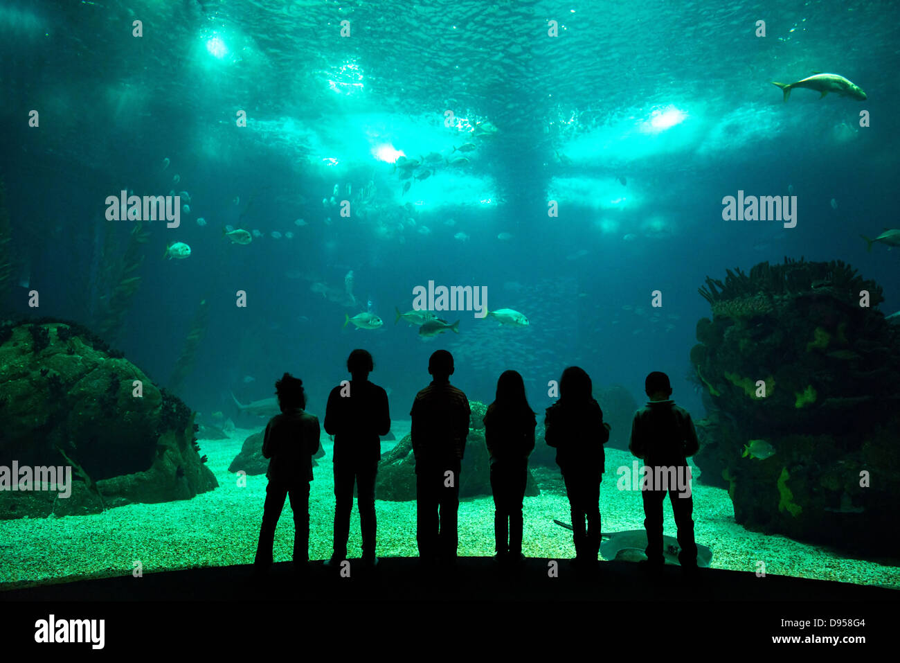 Les enfants dans un parc de l'eau regardant à travers le verre du poisson Banque D'Images