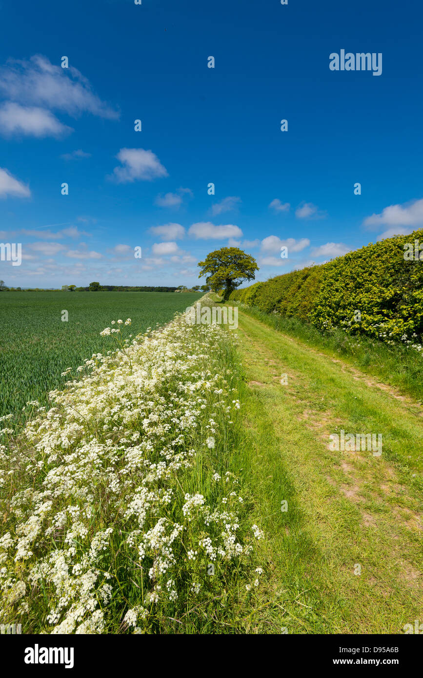 Chemin de campagne bordée de cow parsley en terres arables, Norfolk, Angleterre, juin, Banque D'Images