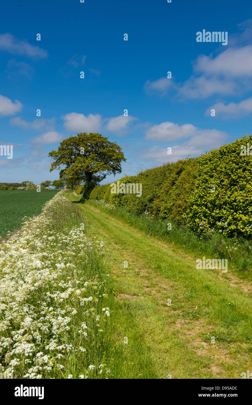 Chemin de campagne bordée de cow parsley en terres arables, Norfolk, Angleterre, juin, Banque D'Images