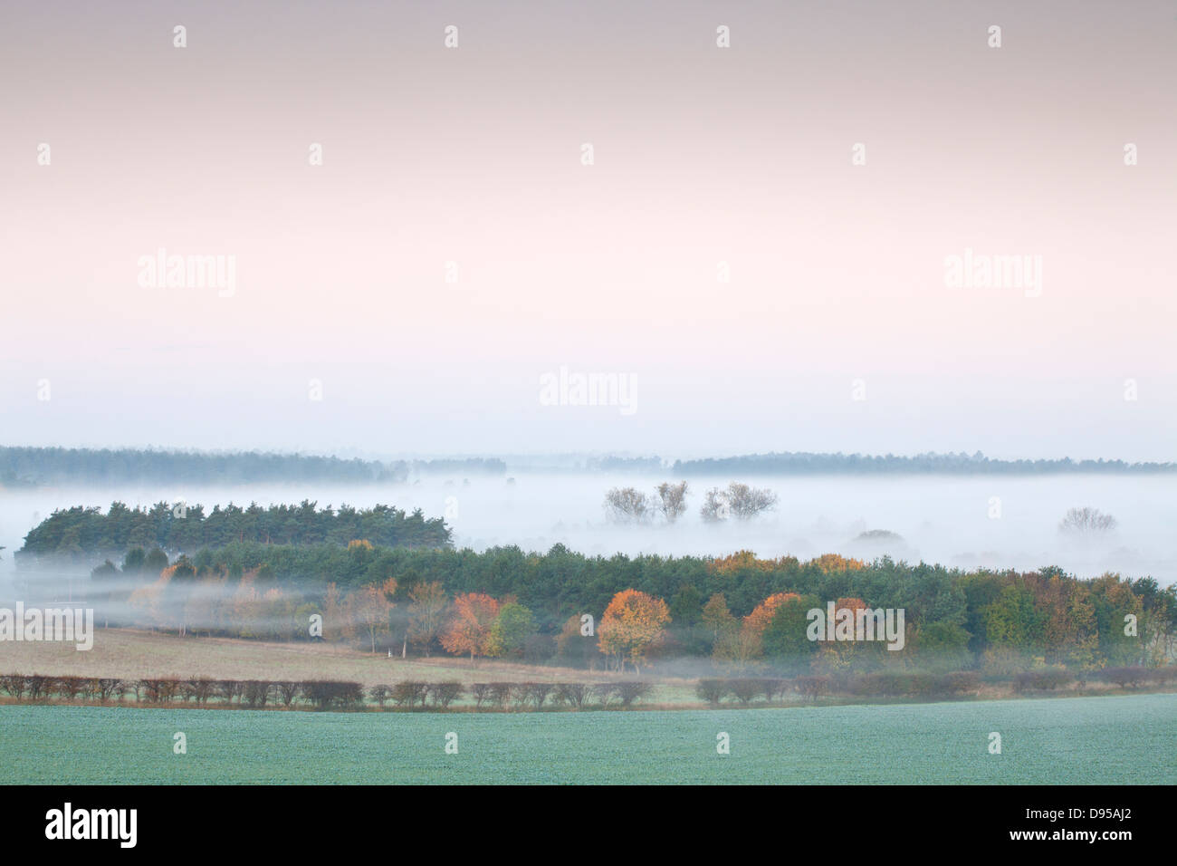 La Forêt de Thetford sur un matin d'automne brumeux Banque D'Images